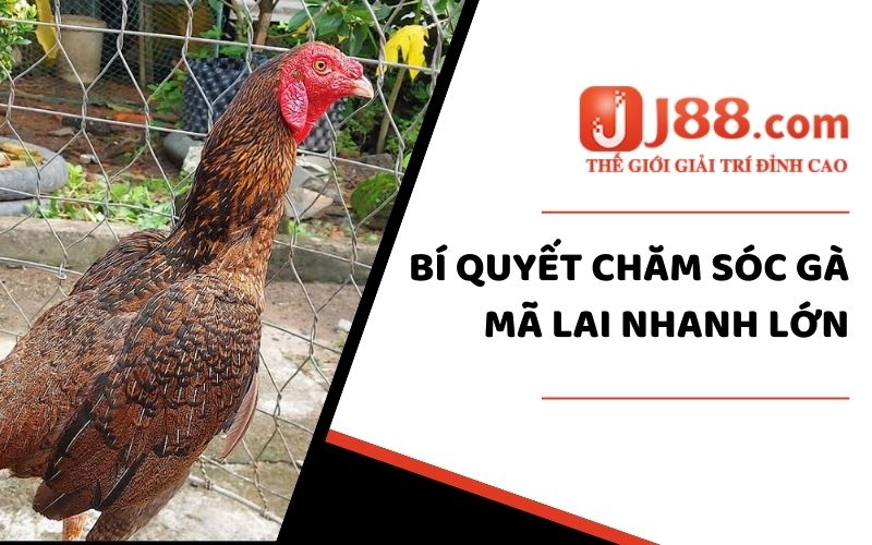 Cách Chăm Sóc Gà Mã Lai- Bí Quyết Nuôi Gà Khỏe Mạnh Từ J88 3 Bí quyết chăm sóc gà mã lai nhanh lớn