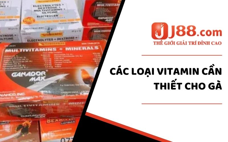 Top 10 Loại Vitamin Tốt Nhất Cho Gà - Cung Cấp Dinh Dưỡng Cho Chiến Kê 2 Các loại Vitamin cần thiết cho gà