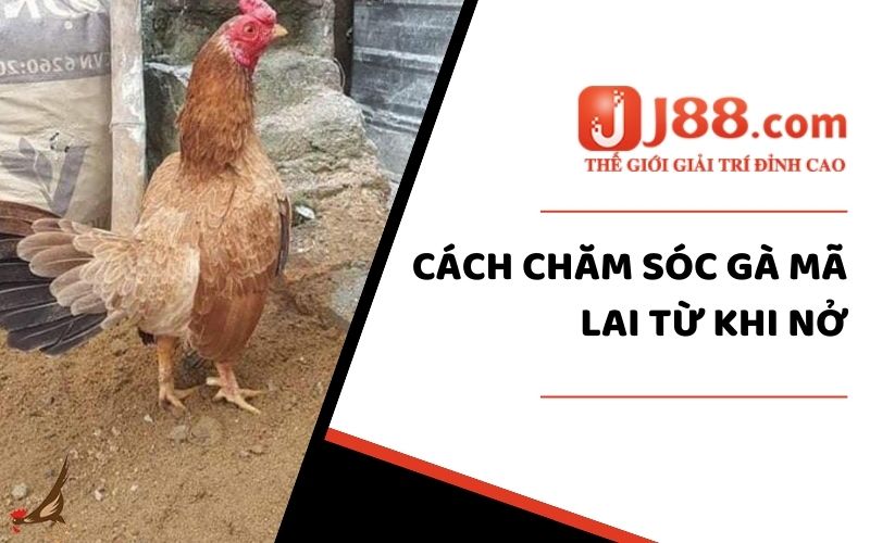 Cách Chăm Sóc Gà Mã Lai- Bí Quyết Nuôi Gà Khỏe Mạnh Từ J88 1 Chăm sóc gà mãi lai từ khi mới nở