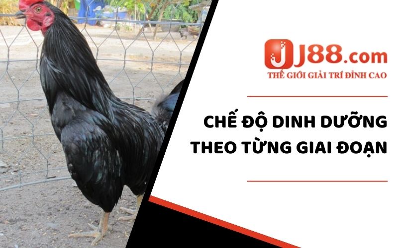 Cách Chăm Sóc Gà Mã Lai- Bí Quyết Nuôi Gà Khỏe Mạnh Từ J88 2 Chế độ dinh dưỡng theo từng giai đoạn