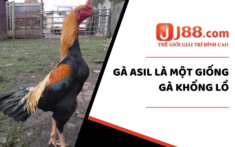 5 Giống Gà Khổng Lồ - Cùng J88 Tìm Hiểu Các Giống Ấn Tượng Nhất 1 Gà Asil là một giống gà khổng lồ