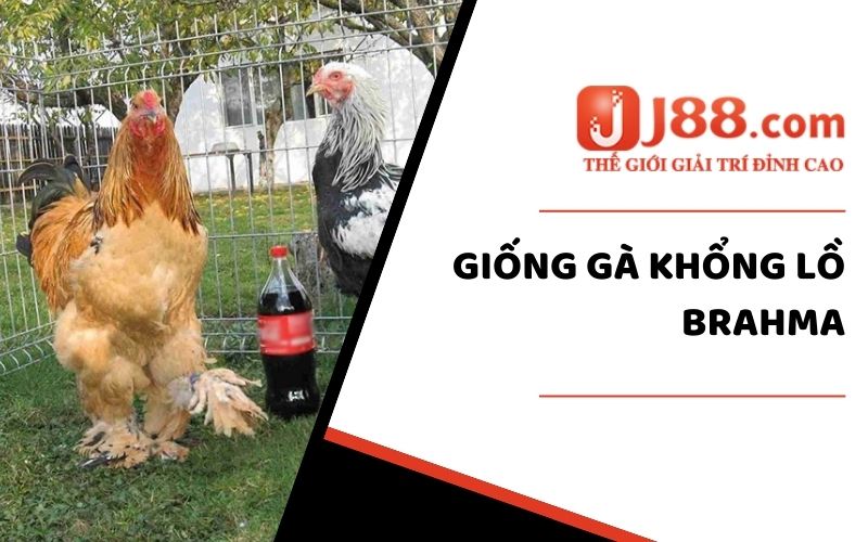 5 Giống Gà Khổng Lồ - Cùng J88 Tìm Hiểu Các Giống Ấn Tượng Nhất 2 giống gà khổng lồ Brahma