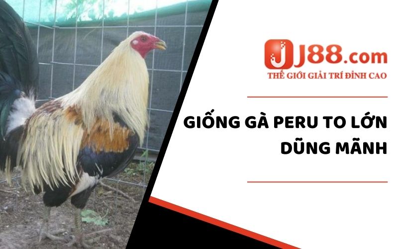 5 Giống Gà Khổng Lồ - Cùng J88 Tìm Hiểu Các Giống Ấn Tượng Nhất 3 Giống gà peru to lớn dũng mãnh