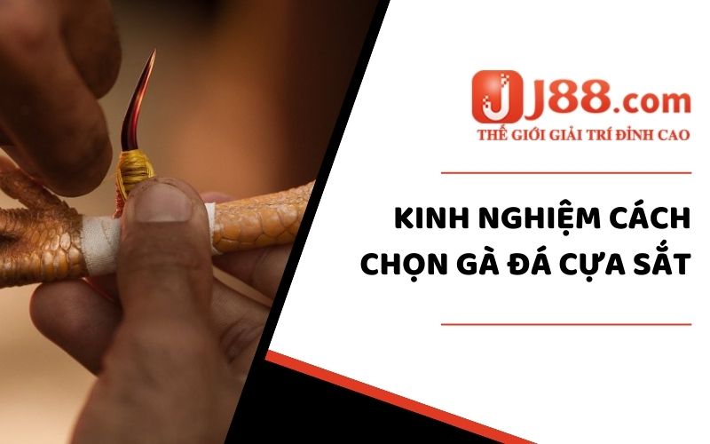 Cách Chọn Gà Đá Cựa Sắt Chuẩn Nhất Dành Cho Người Chơi 3 Kinh nghiệm cách chọn gà đá cựa sắt