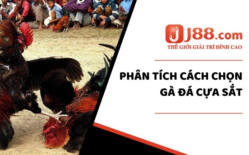 Cách Chọn Gà Đá Cựa Sắt Chuẩn Nhất Dành Cho Người Chơi 2 Phân tích cách chọn gà đá cựa sắt
