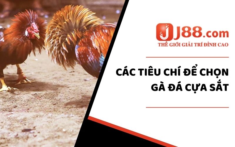 Cách Chọn Gà Đá Cựa Sắt Chuẩn Nhất Dành Cho Người Chơi 1 Tiêu chí để chọn lựa gà đá cựa sắt